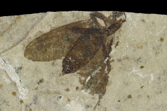 Fossil March Fly (Plecia) - Green River Formation #138474